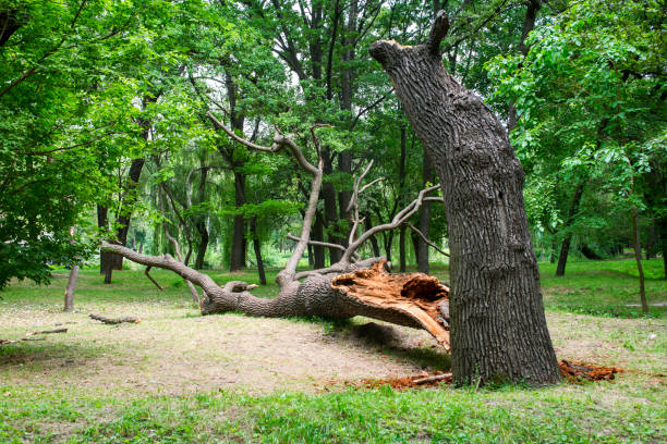 How Our Tree Care Process Works  in  Stedman, NC