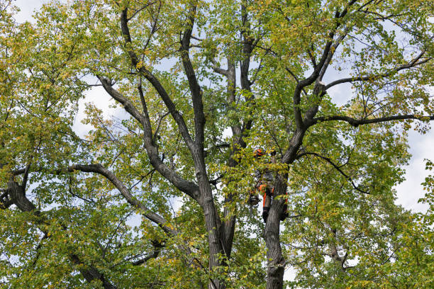 Best Fruit Tree Pruning  in Stedman, NC